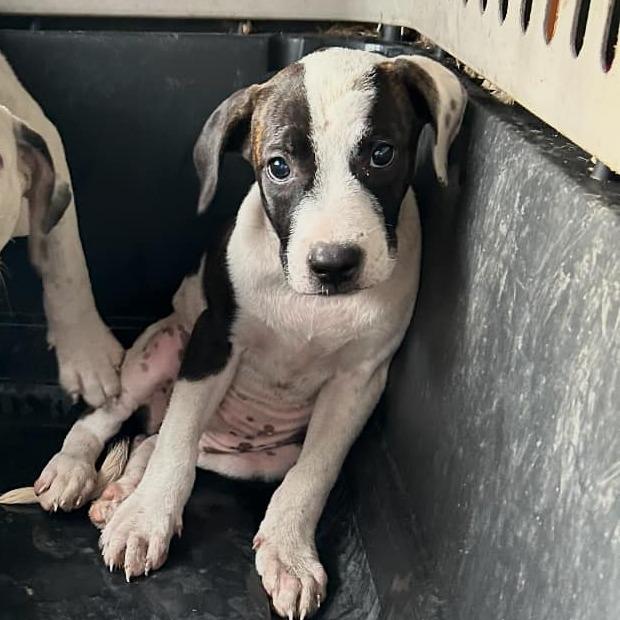 Enlarge Fluffendor, a Adoptable Mixed Breed in Dickinson, TX image 1/2