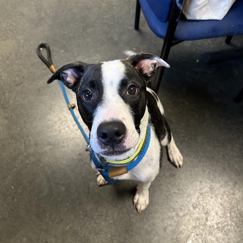 Enlarge Fluffendor, a Adoptable Mixed Breed in Dickinson, TX image 2/2