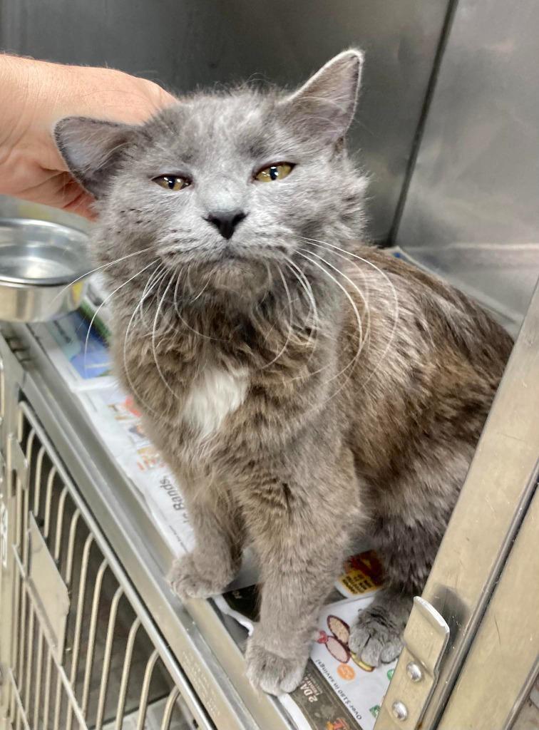 Enlarge Aspen / AC 27566, a Adoptable mixed breed in Greeneville, TN image 1/2