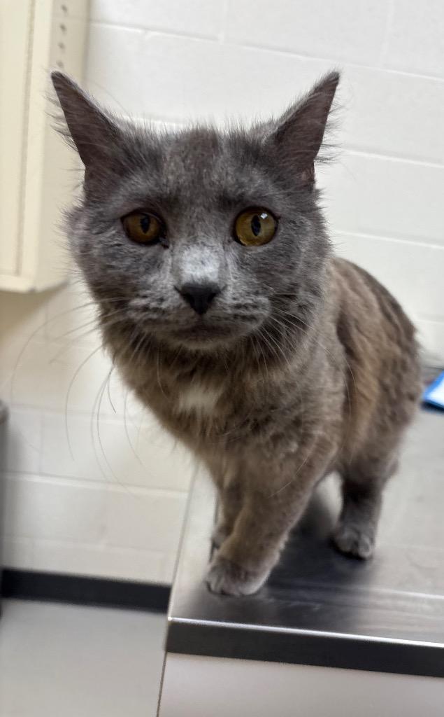 Enlarge Aspen / AC 27566, a Adoptable mixed breed in Greeneville, TN image 2/2