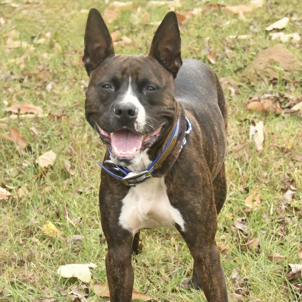 Enlarge Buc-ee, a Adoptable mixed breed in Natchez, MS image 1/5