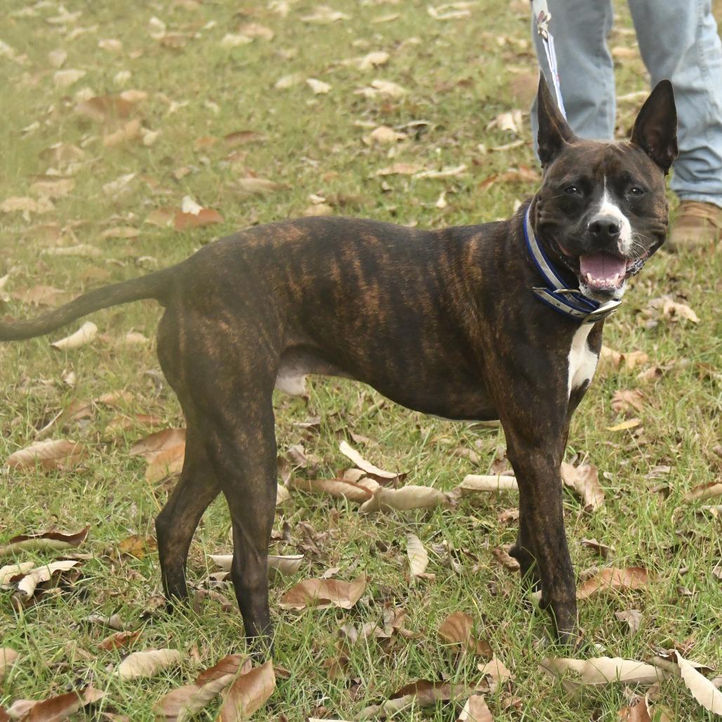 Enlarge Buc-ee, a Adoptable mixed breed in Natchez, MS image 2/5