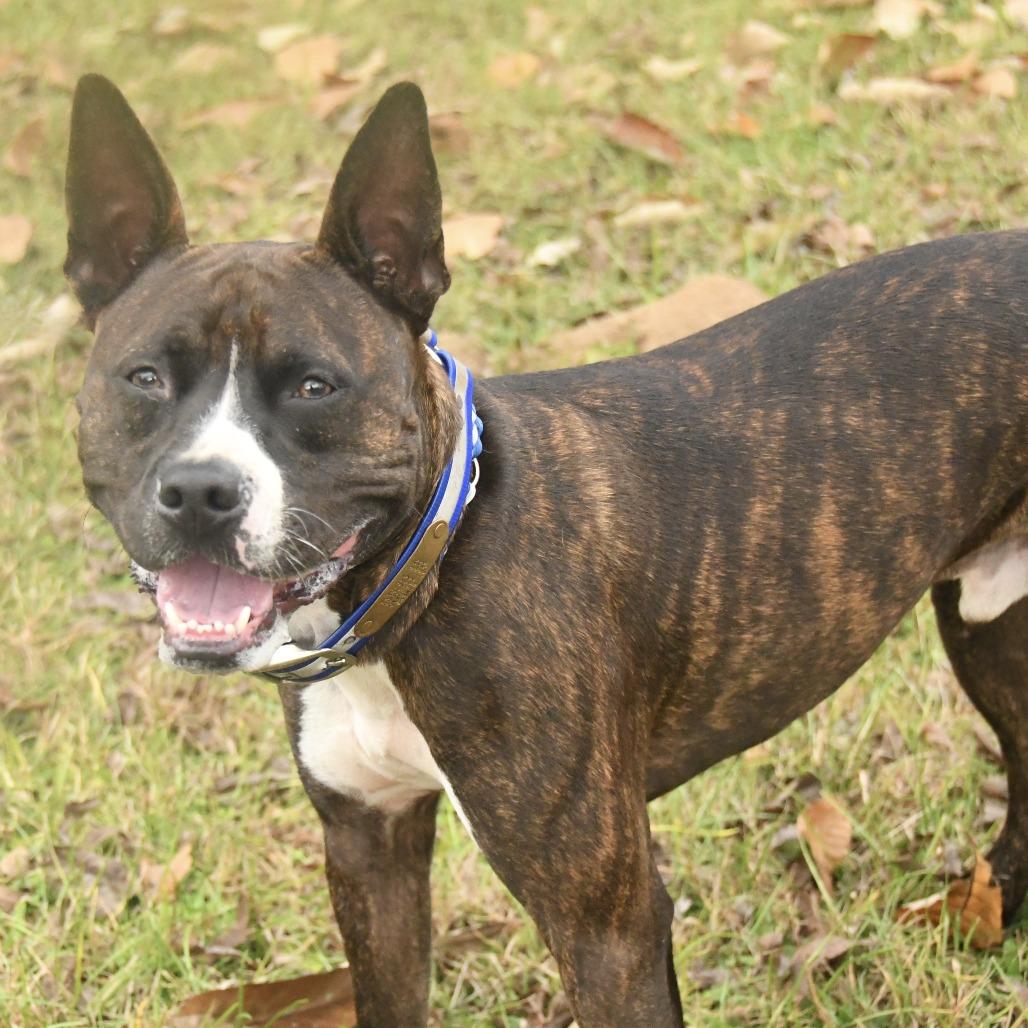 Enlarge Buc-ee, a Adoptable mixed breed in Natchez, MS image 3/5