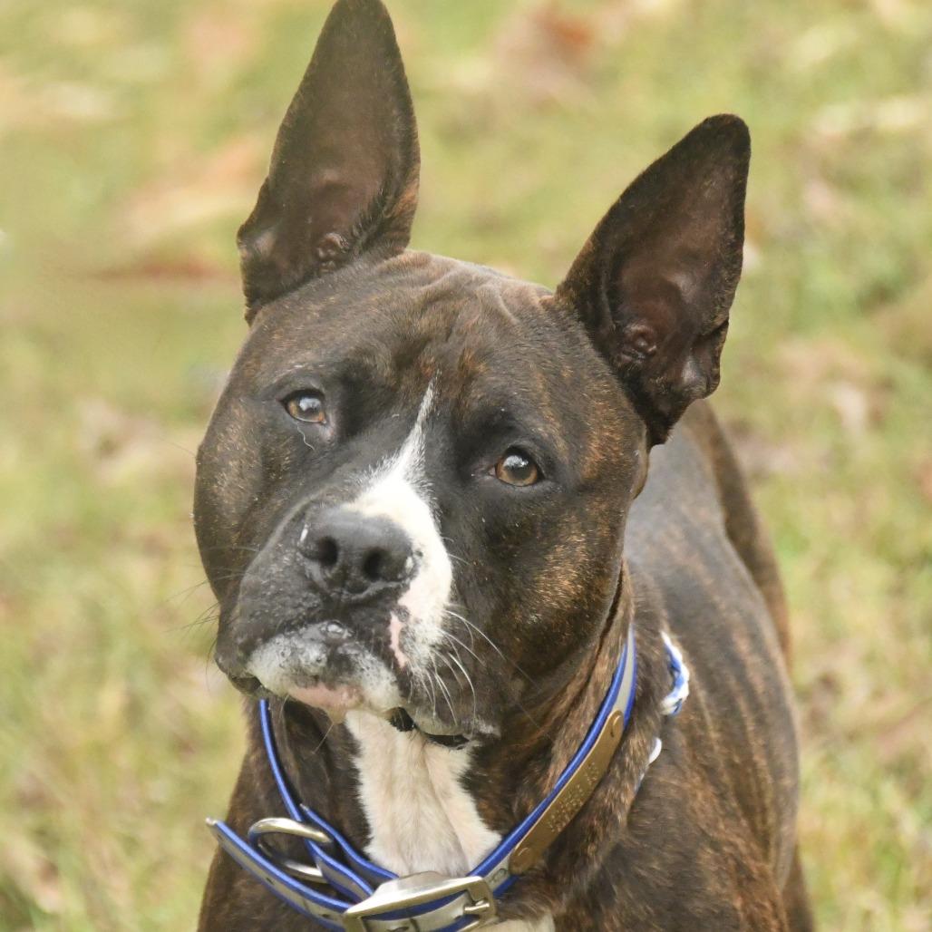 Enlarge Buc-ee, a Adoptable mixed breed in Natchez, MS image 4/5