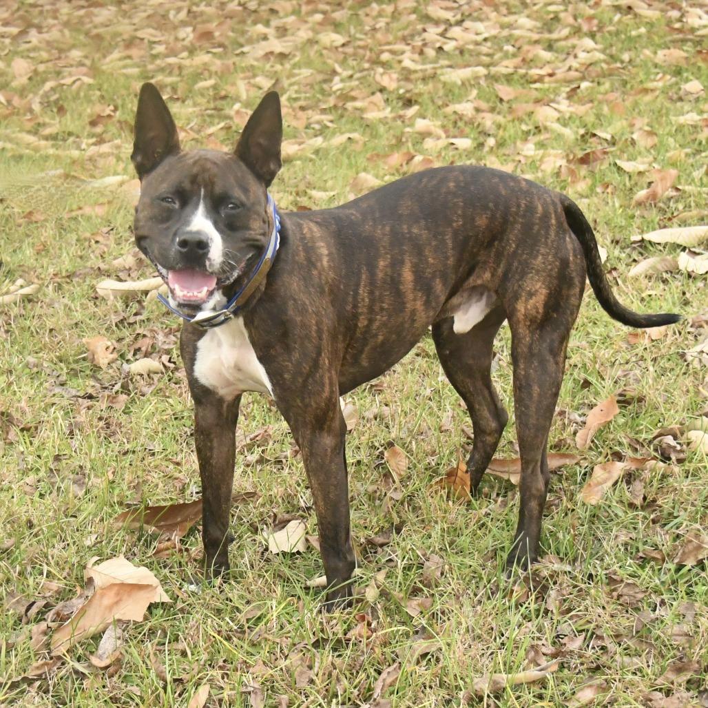 Enlarge Buc-ee, a Adoptable mixed breed in Natchez, MS image 5/5