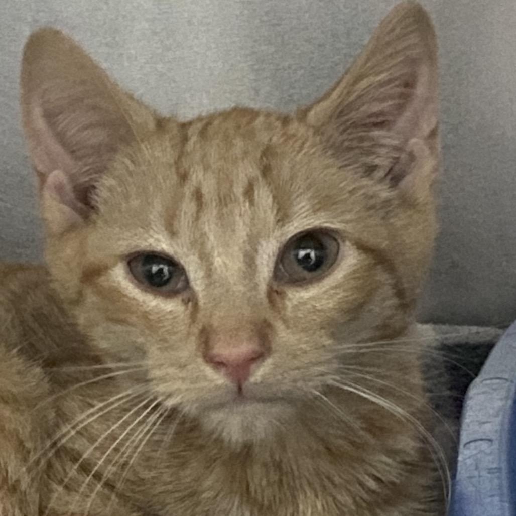 Mini Geyser, Adoptable, Kitten Male Domestic Short Hair.