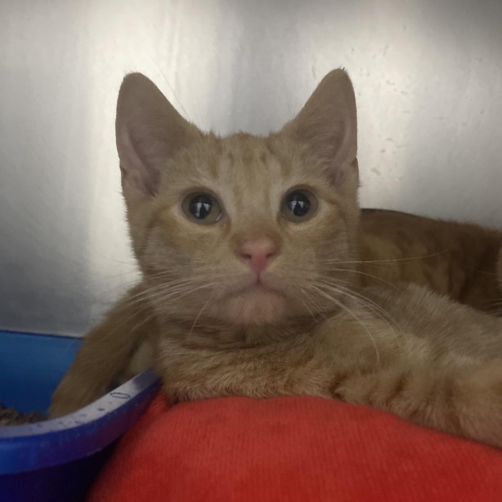 Enlarge Mini Geyser, a Adoptable Domestic Short Hair in Canastota, NY image 2/2