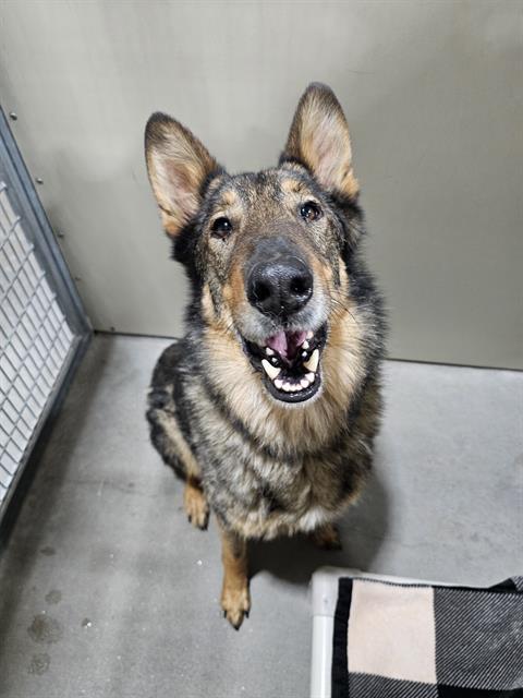 Enlarge THADIUS, a Adoptable mixed breed in Frisco, CO image 1/1