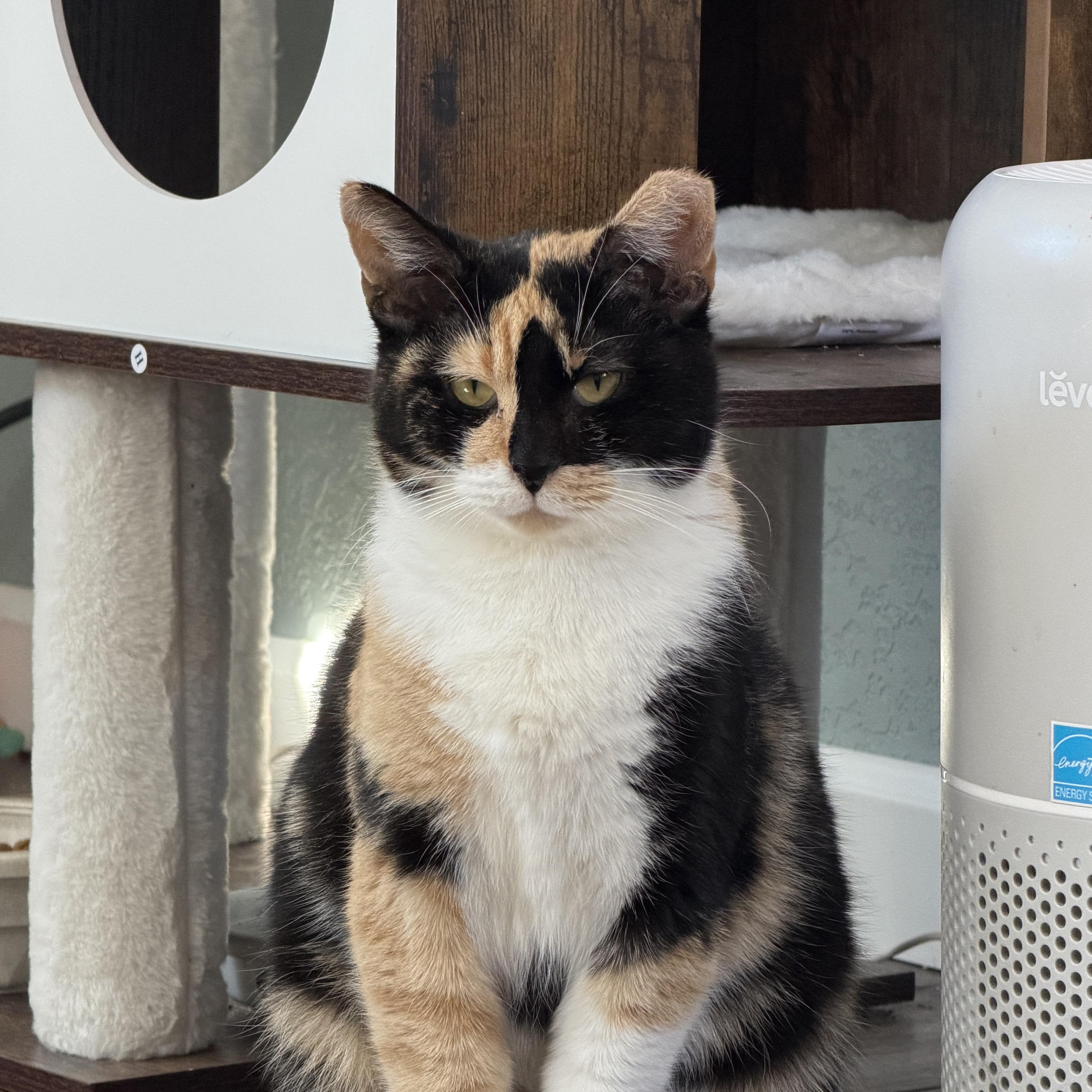 Meredith, ADOPTABLE, Adult Female Domestic Short Hair.