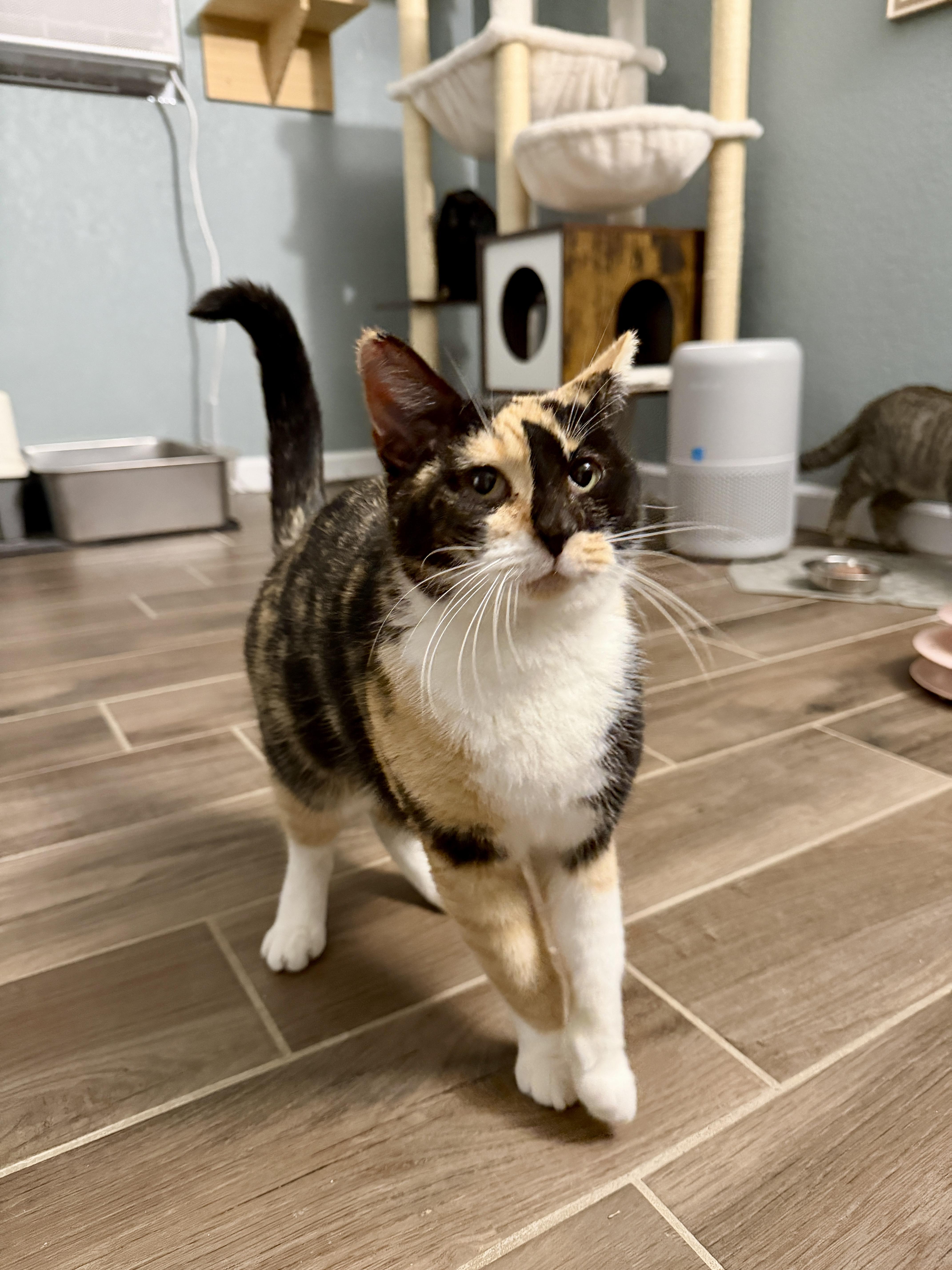 Enlarge Meredith, a ADOPTABLE Domestic Short Hair in Chandler, AZ image 3/4