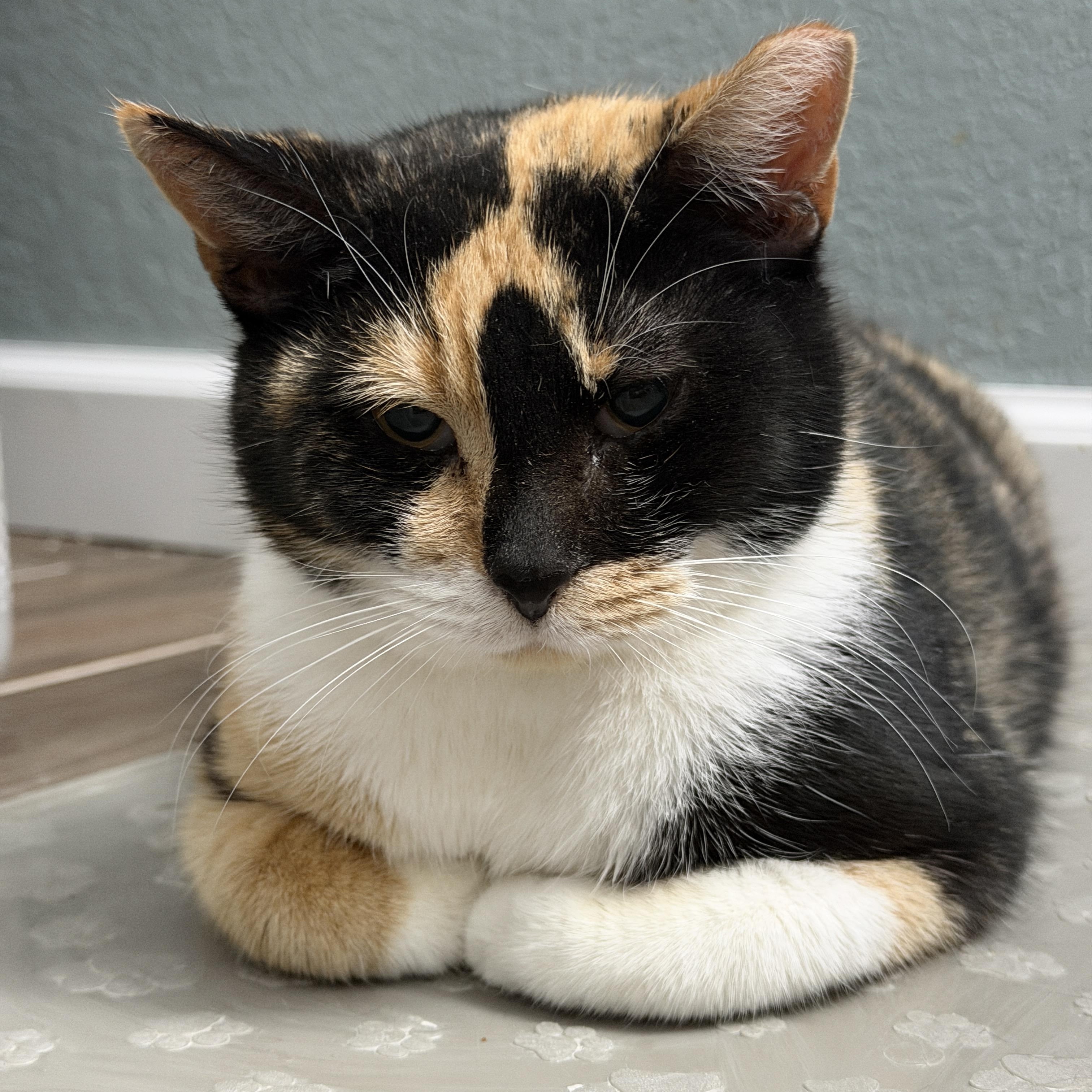 Enlarge Meredith, a ADOPTABLE Domestic Short Hair in Chandler, AZ image 4/4