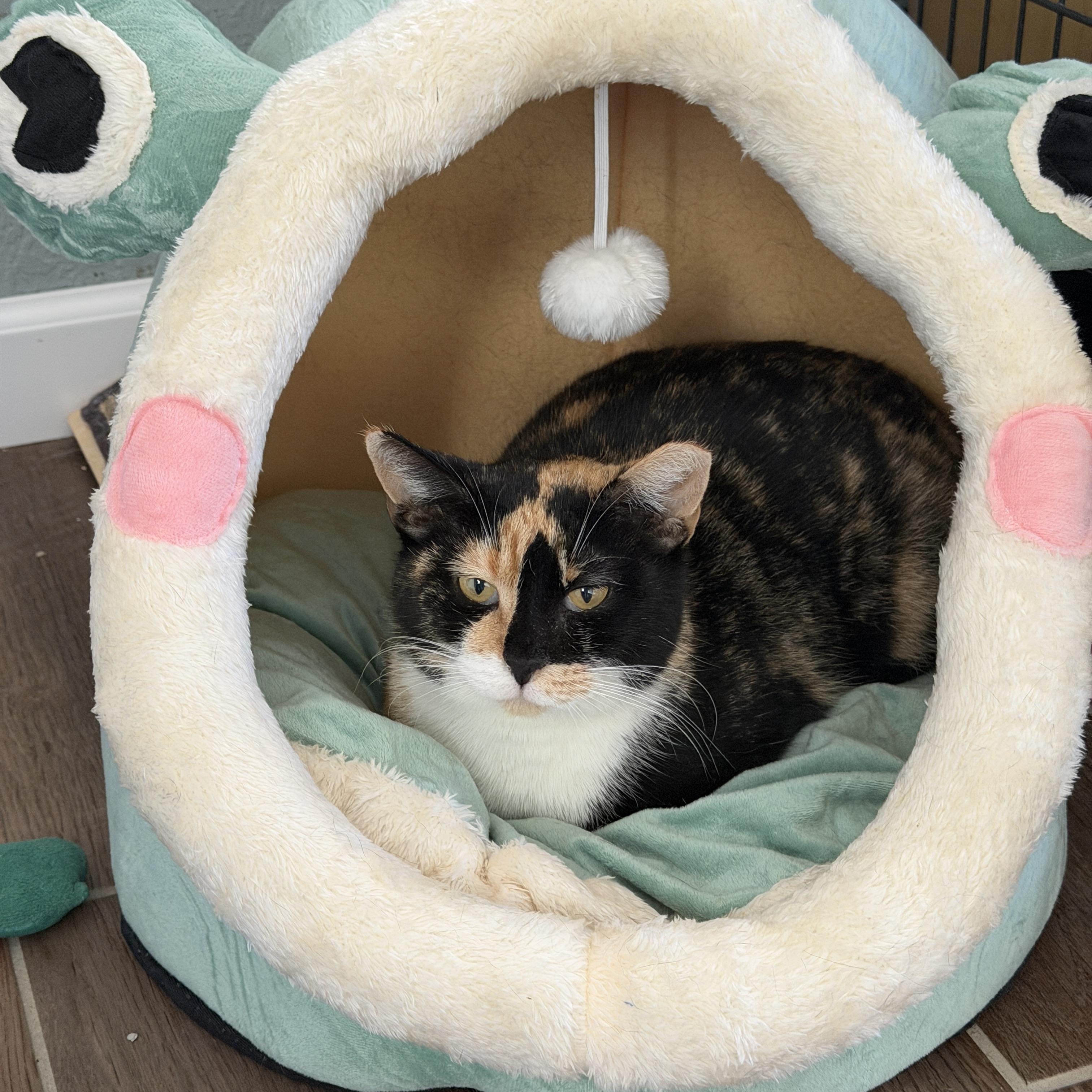 Enlarge Meredith, a ADOPTABLE Domestic Short Hair in Chandler, AZ image 1/4