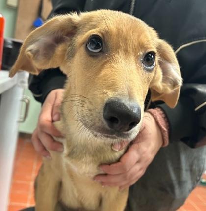 Turbo - I AM ON Mobile Adoption Unit, Adoptable, Puppy Male Hound & Mixed Breed.