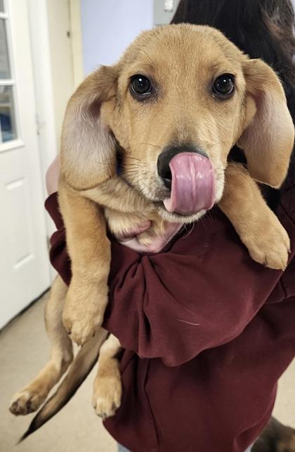 Enlarge Turbo - I AM ON Mobile Adoption Unit, a Adoptable mixed breed in East Brookfield, MA image 2/3