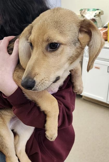 Enlarge Turbo - I AM ON Mobile Adoption Unit, a Adoptable mixed breed in East Brookfield, MA image 3/3