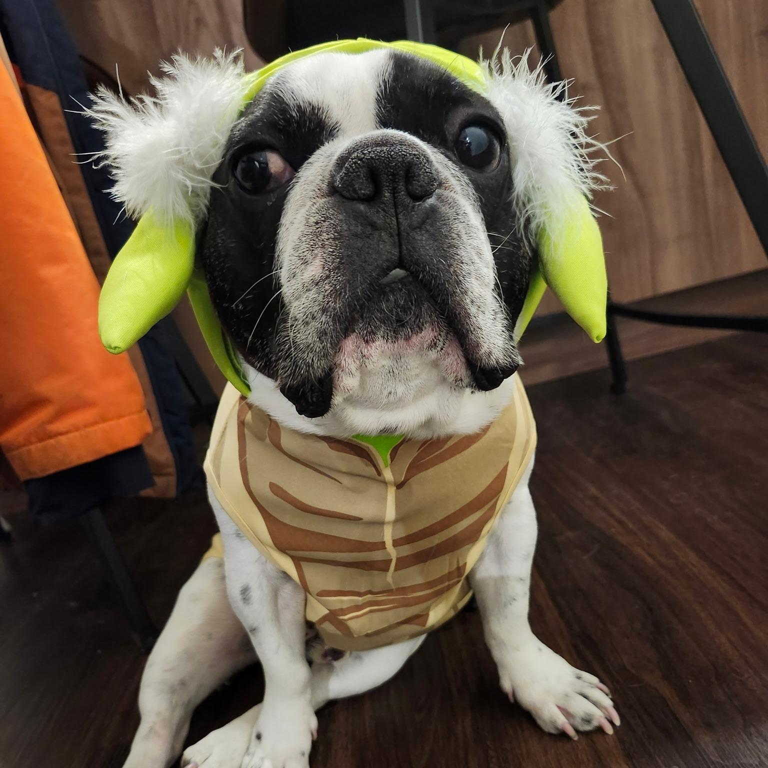 HANK, a ADOPTABLE French Bulldog in Calgary, AB image 3/3
