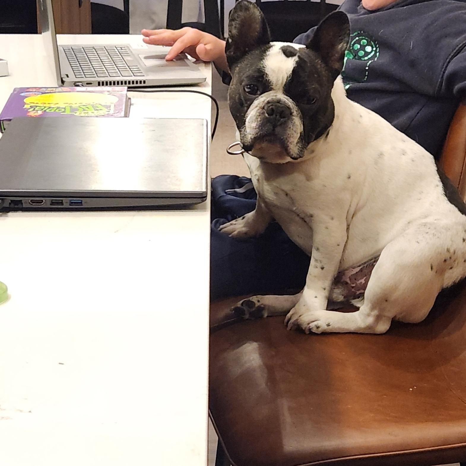 HANK — thumbnail 2