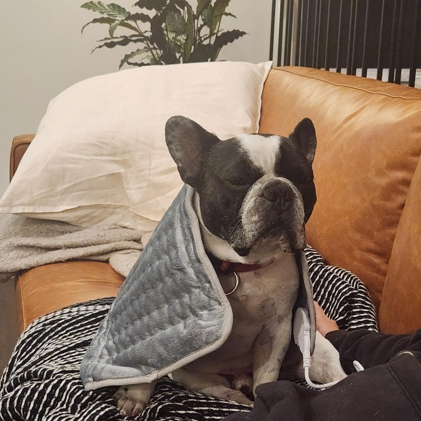 HANK, ADOPTABLE, Senior Male French Bulldog.