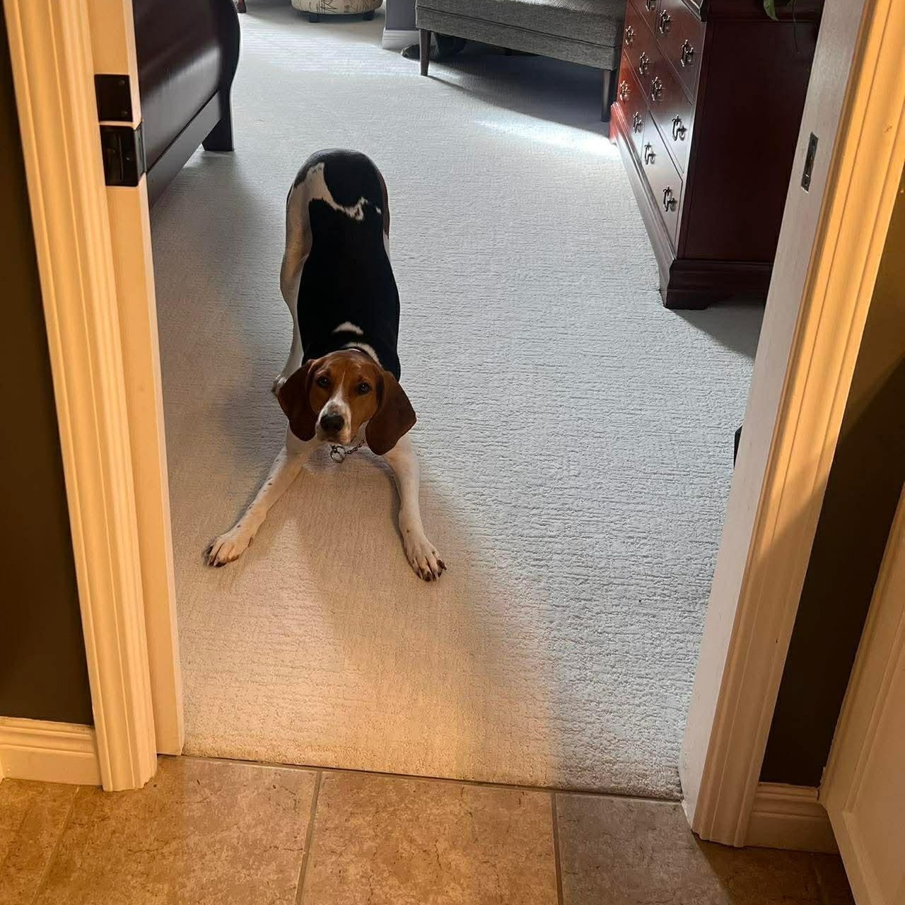Enlarge Lilly, a ADOPTABLE Treeing Walker Coonhound in Louisville, KY image 2/3