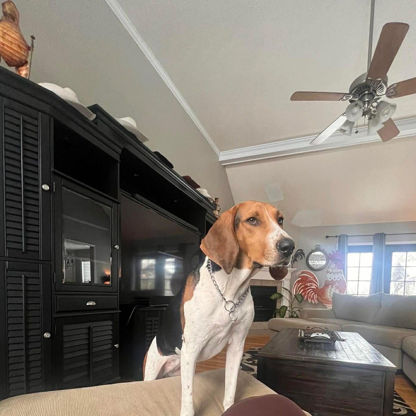 Enlarge Lilly, a ADOPTABLE Treeing Walker Coonhound in Louisville, KY image 1/3