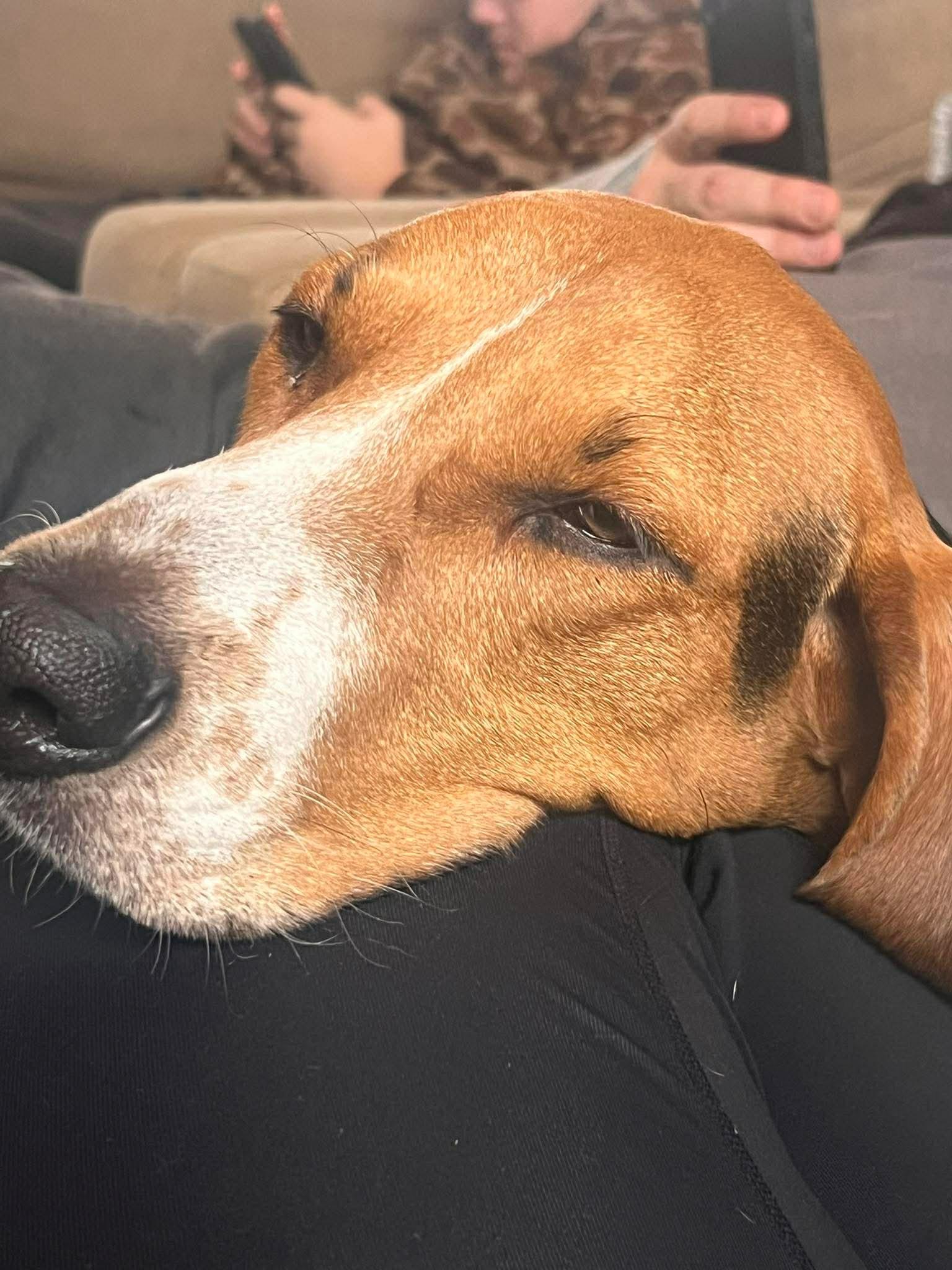 Enlarge Lilly, a ADOPTABLE Treeing Walker Coonhound in Louisville, KY image 3/3