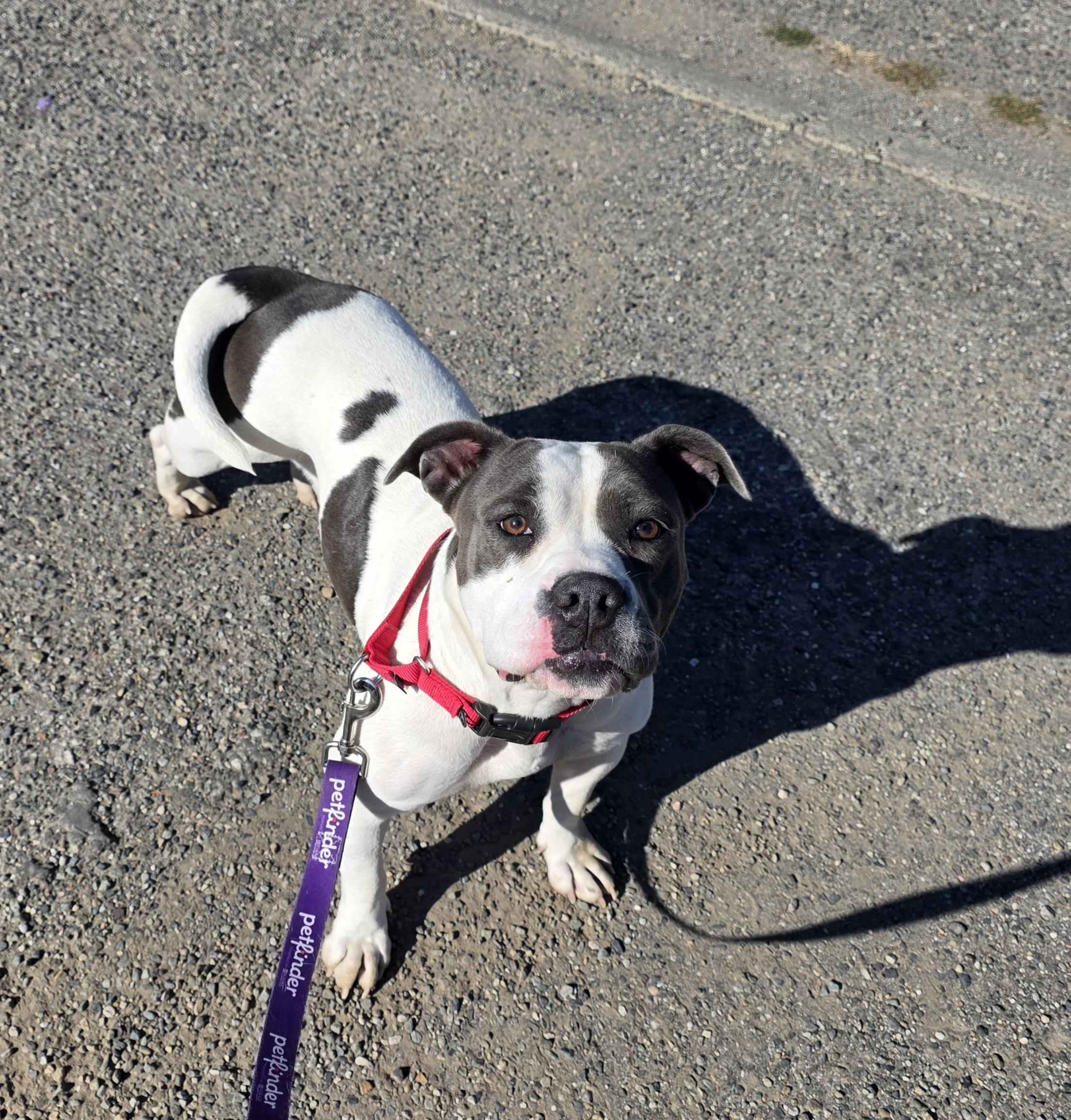 Maddy, Adoptable, Young Female American Staffordshire Terrier.