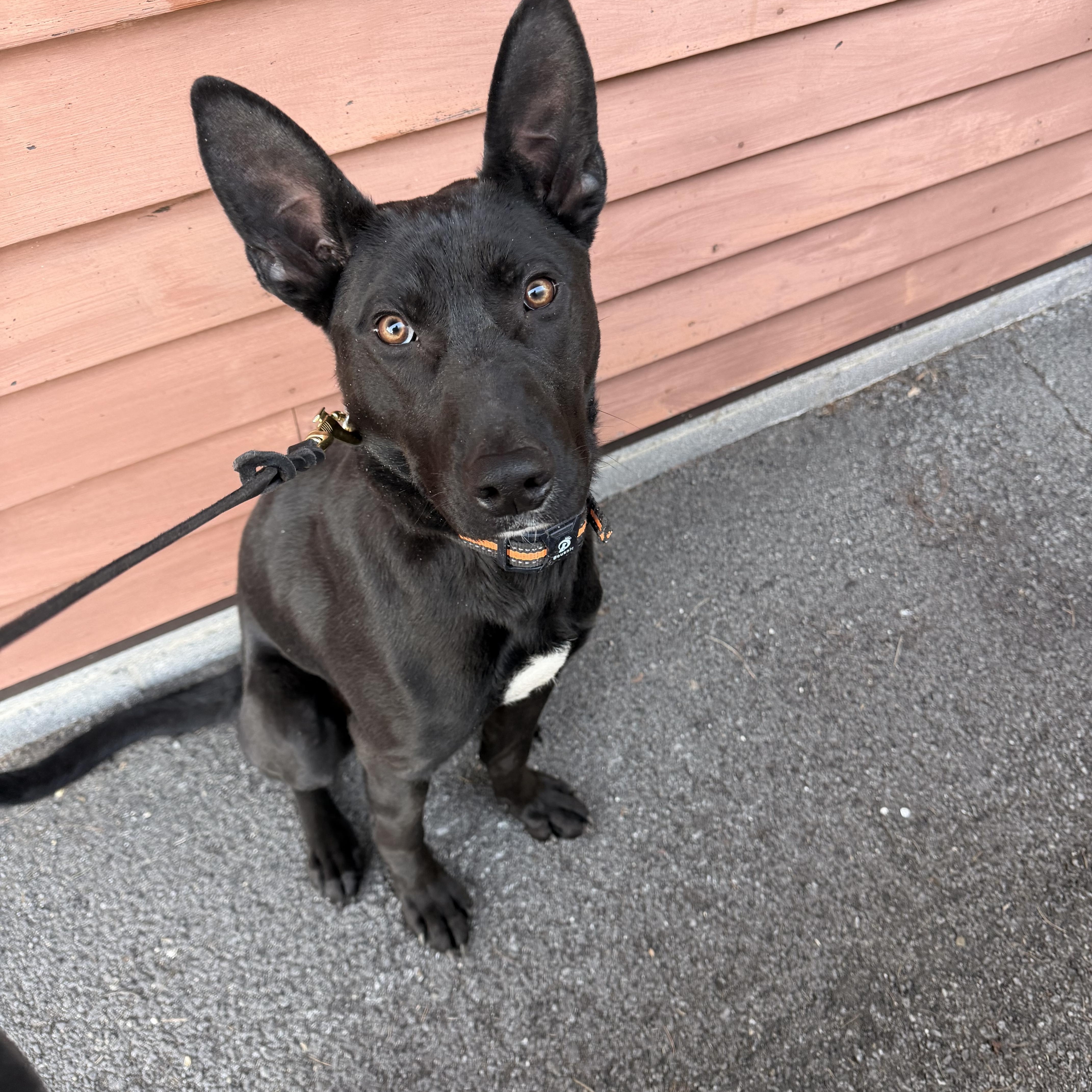 Enlarge Jack, a ADOPTABLE mixed breed in Delmar, NY image 2/3