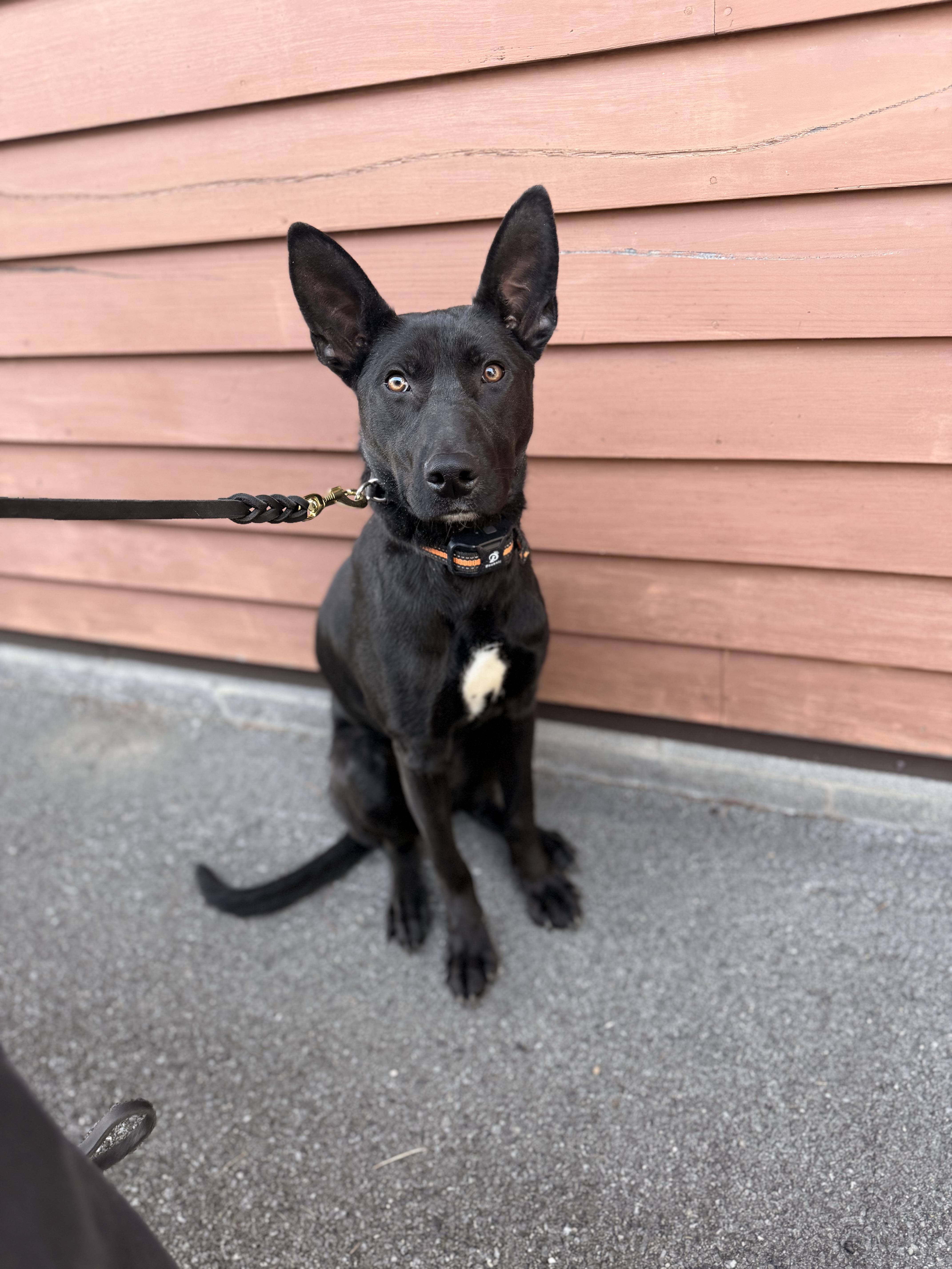 Enlarge Jack, a ADOPTABLE mixed breed in Delmar, NY image 3/3