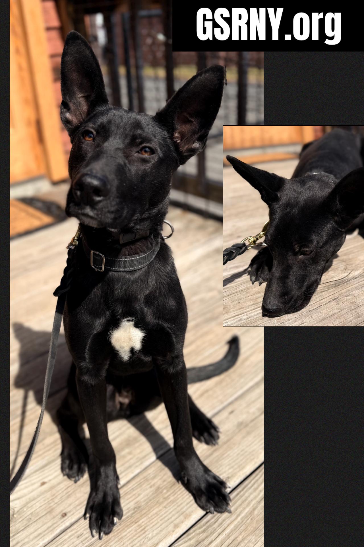 Jack, ADOPTABLE, Young Male Belgian Shepherd / Malinois.