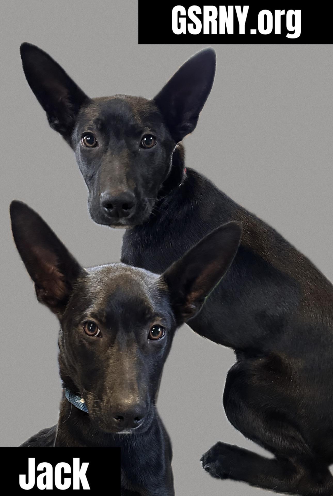 Jack, ADOPTABLE, Puppy Male German Shepherd Dog.