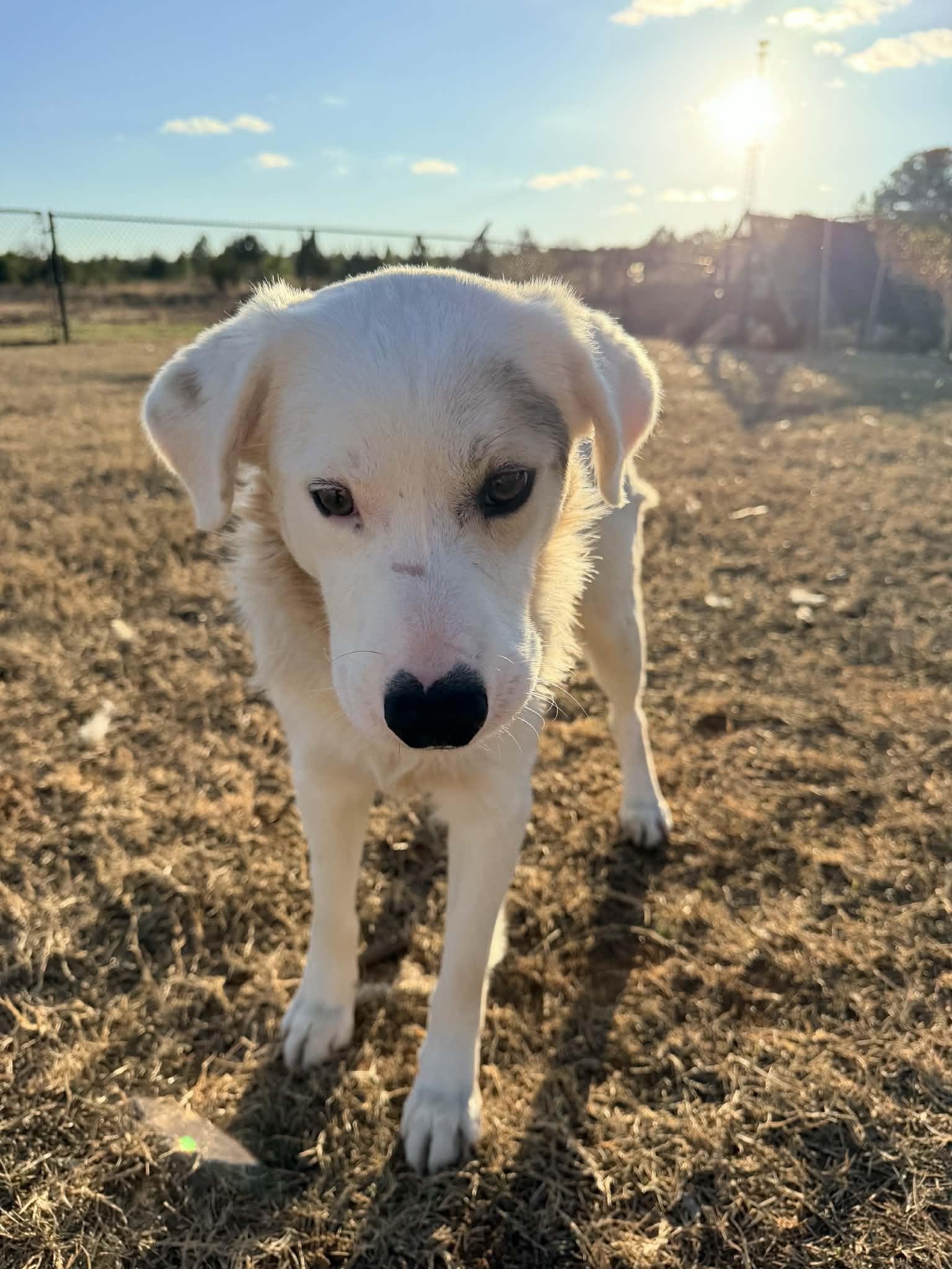 River, a Adoptable mixed breed in Piedmont, OK image 3/3