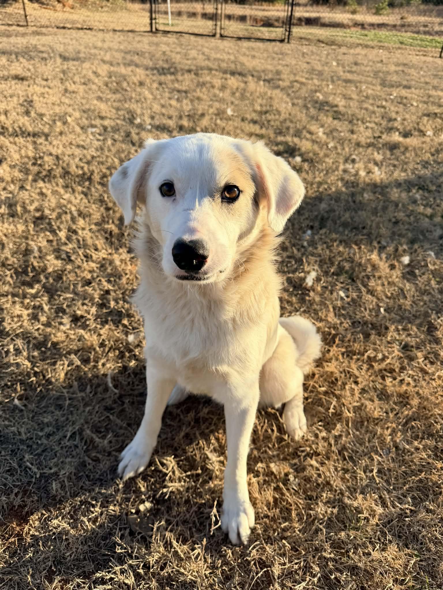 River, Adoptable, Adult Male Labrador Retriever & Great Pyrenees.
