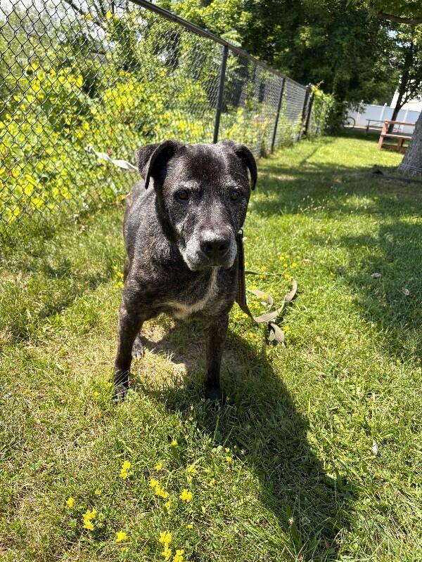 Jinx, Adoptable, Adult Male Mixed Breed.
