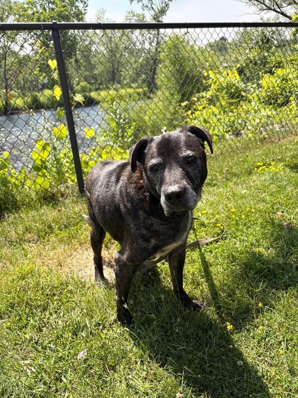 Jinx, a Adoptable Mixed Breed in Warren, PA image 2/2