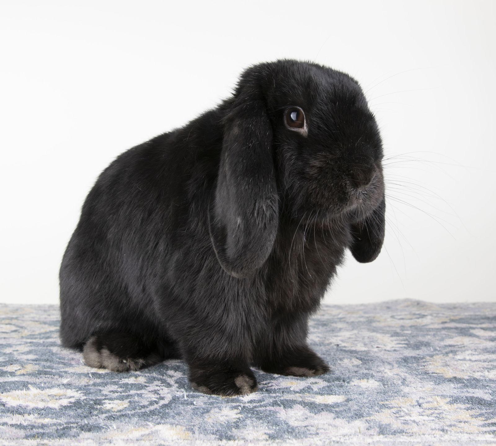 Enlarge Zain, a Adopted Mini Lop in Great Neck, NY image 1/3