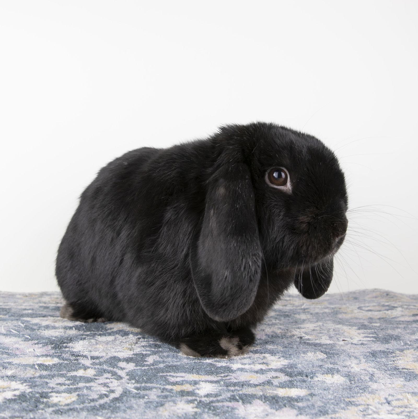 Enlarge Zain, a Adopted Mini Lop in Great Neck, NY image 2/3