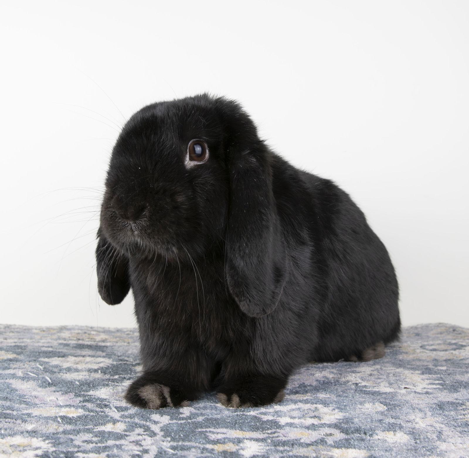 Enlarge Zain, a Adopted Mini Lop in Great Neck, NY image 3/3