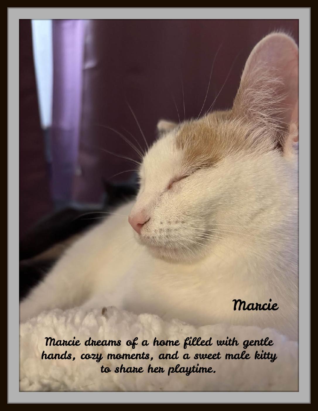 Enlarge Marice - Looking for Love? So am I!!, a ADOPTABLE Domestic Short Hair in Winston Salem, NC image 2/4