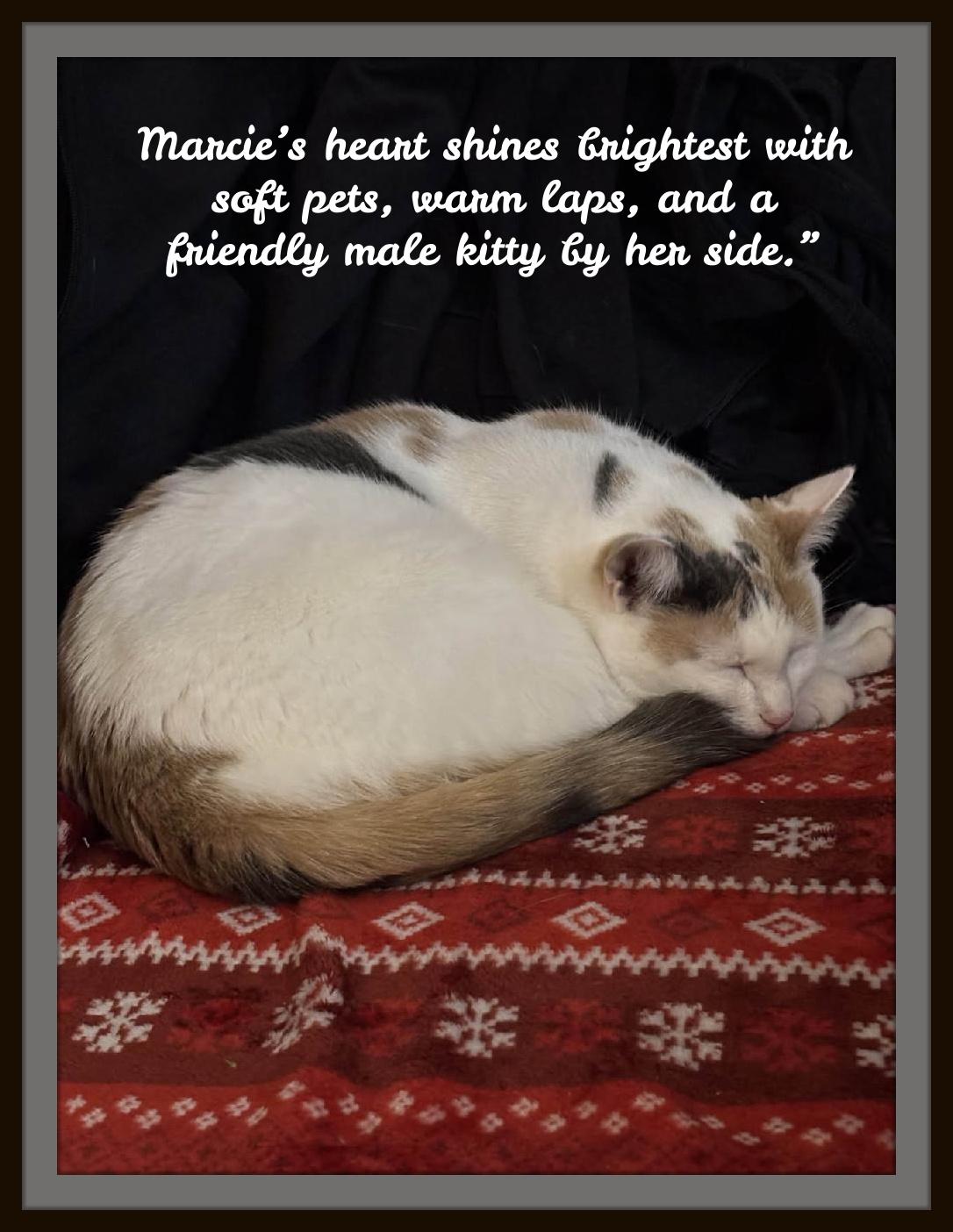 Marice - Looking for Love? So am I!!, ADOPTABLE, Young Female Domestic Short Hair.