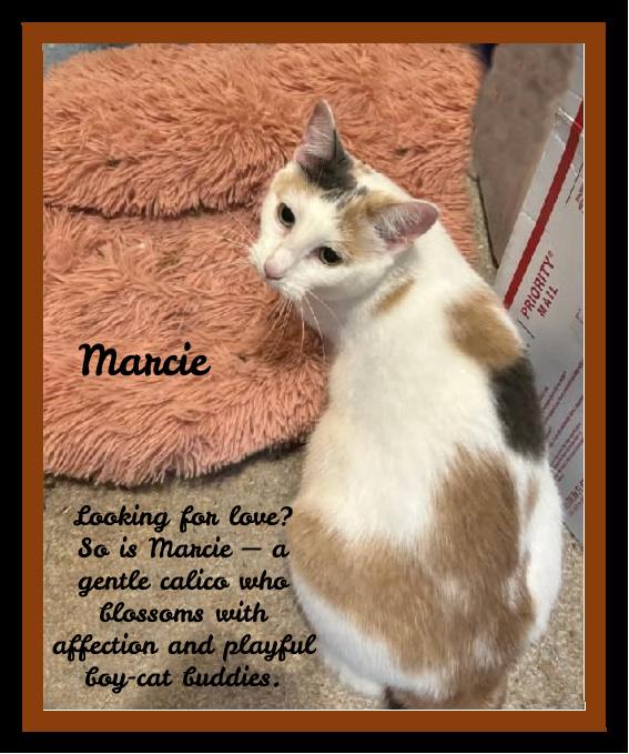 Enlarge Marice - Looking for Love? So am I!!, a ADOPTABLE Domestic Short Hair in Winston Salem, NC image 3/4