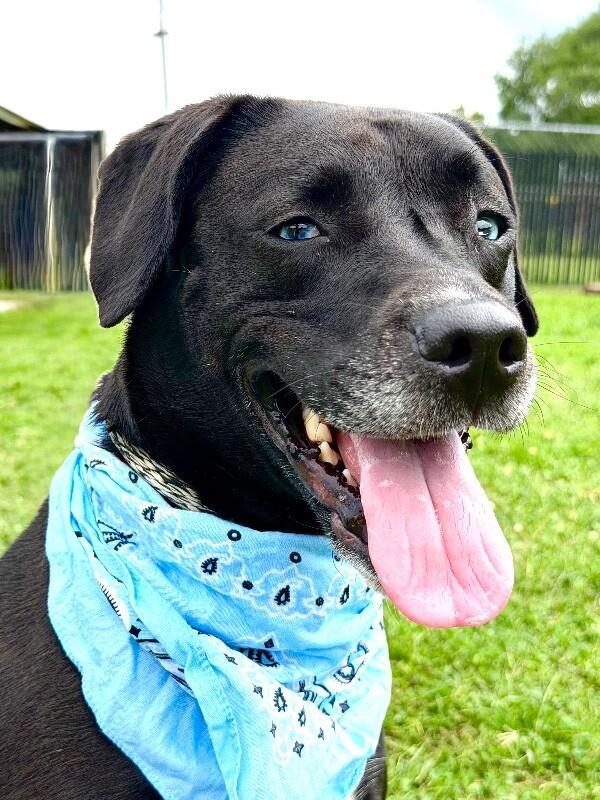 Amethyst, Adoptable, Adult Female Black Labrador Retriever & Mixed Breed.
