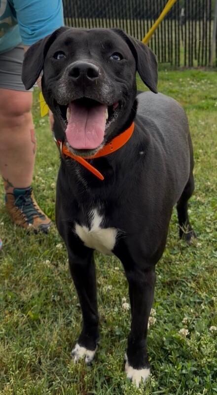 Enlarge Amethyst, a Adoptable mixed breed in Maryville, TN image 1/4