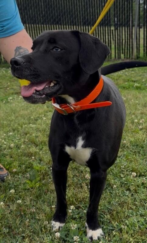 Enlarge Amethyst, a Adoptable mixed breed in Maryville, TN image 2/4
