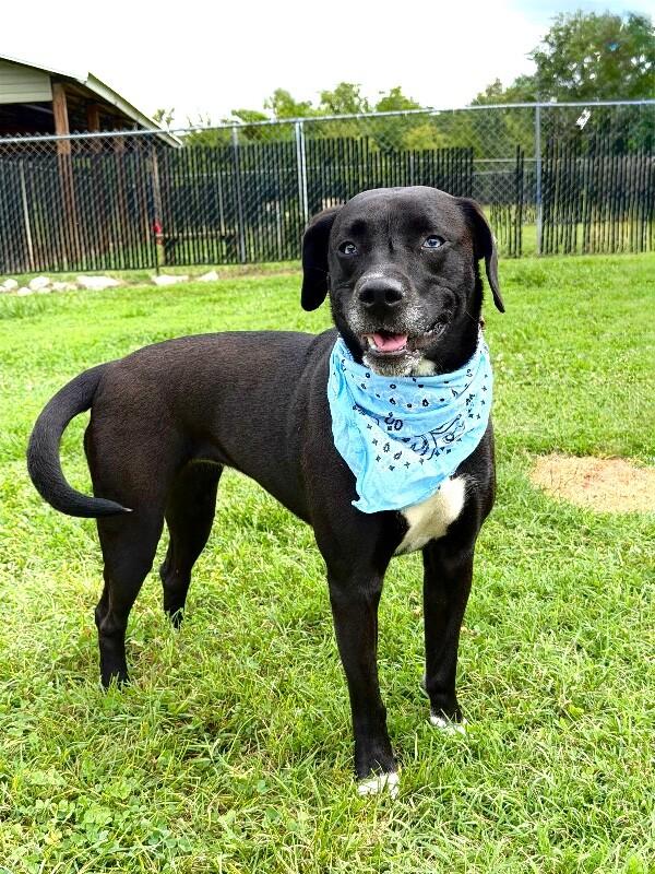 Amethyst, a Adoptable mixed breed in Maryville, TN image 2/5