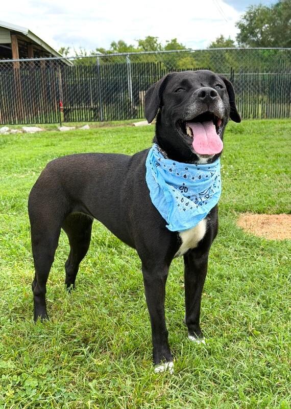 Amethyst, a Adoptable mixed breed in Maryville, TN image 3/5