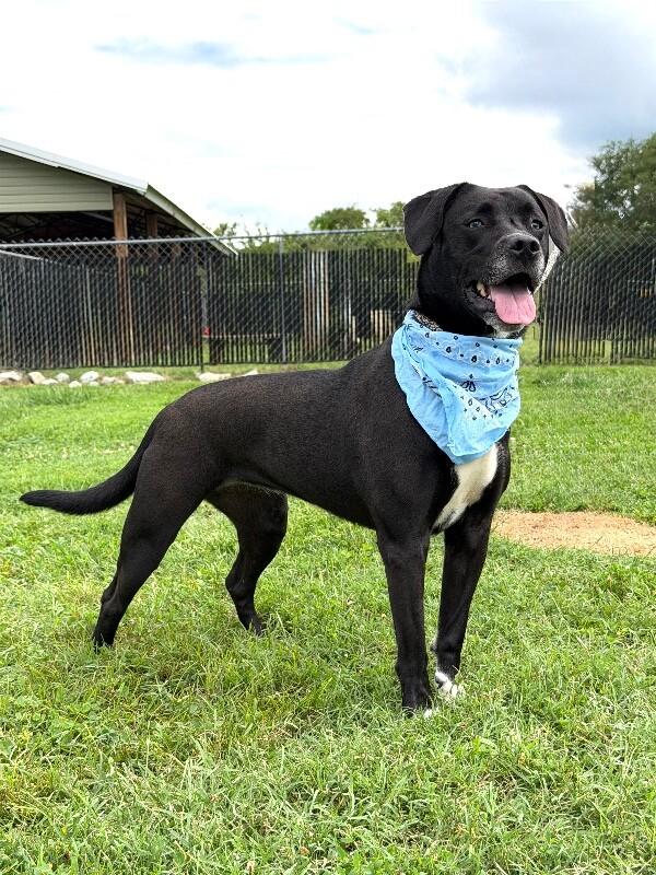 Amethyst, a Adoptable mixed breed in Maryville, TN image 4/5