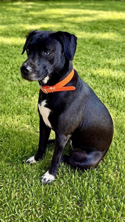 Enlarge Amethyst, a Adoptable mixed breed in Maryville, TN image 3/4