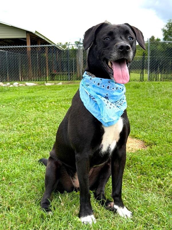 Amethyst, a Adoptable mixed breed in Maryville, TN image 5/5