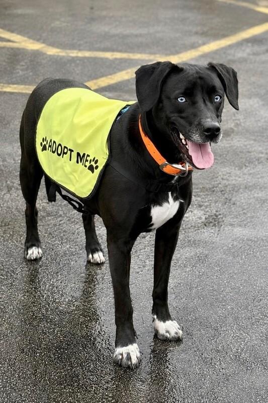 Enlarge Amethyst, a Adoptable mixed breed in Maryville, TN image 4/4