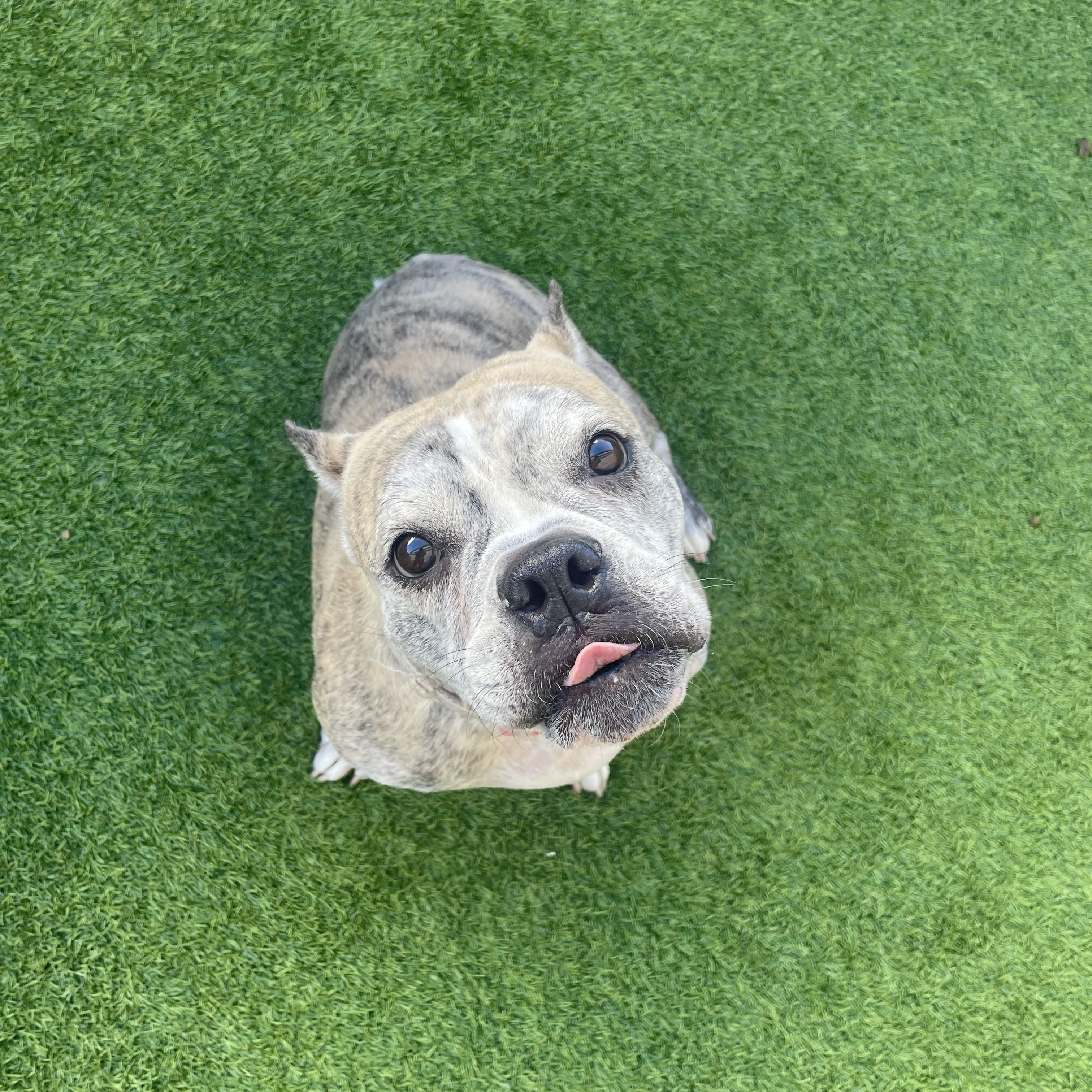 Pepper , ADOPTABLE, Adult Female American Bulldog.